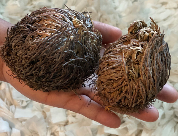 Rose of Jericho